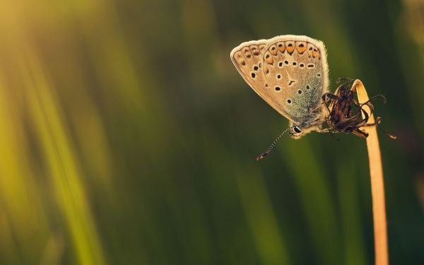 naturaleza,césped,fotografía,mariposa,insecto,verde