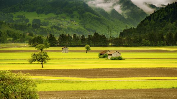 trees,landscape,hill,nature,sky,grass