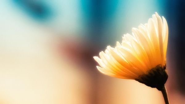 fotografering,sollys,blomster,planter,makro,gul