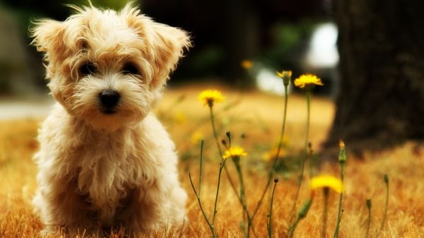 หมา,West Highland White Terrier,ดอกไม้,ลูกสุนัข,สัตว์เลี้ยงลูกด้วยนม,สีเหลือง