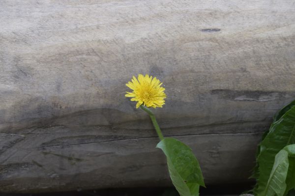 natur,växter,blommor