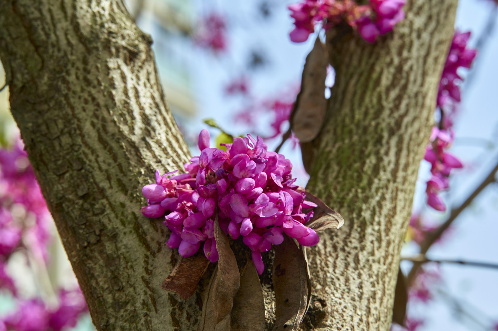 de lente, bloemen