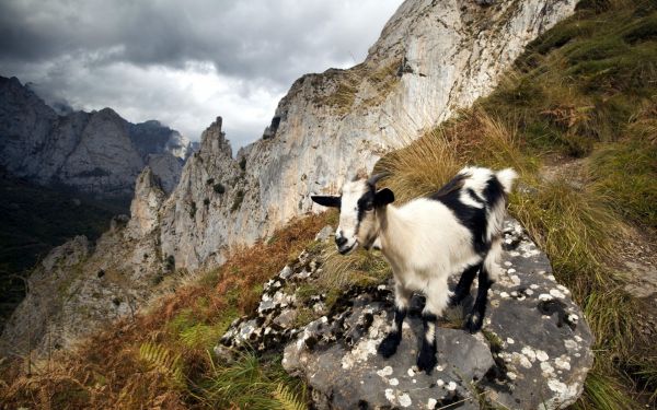 Alpes,chèvre,Montagnes,la nature,chèvres,Montagne