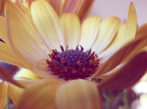 Blumen,Fotografie,Gelb,Pollen,blühen,Gänseblümchen