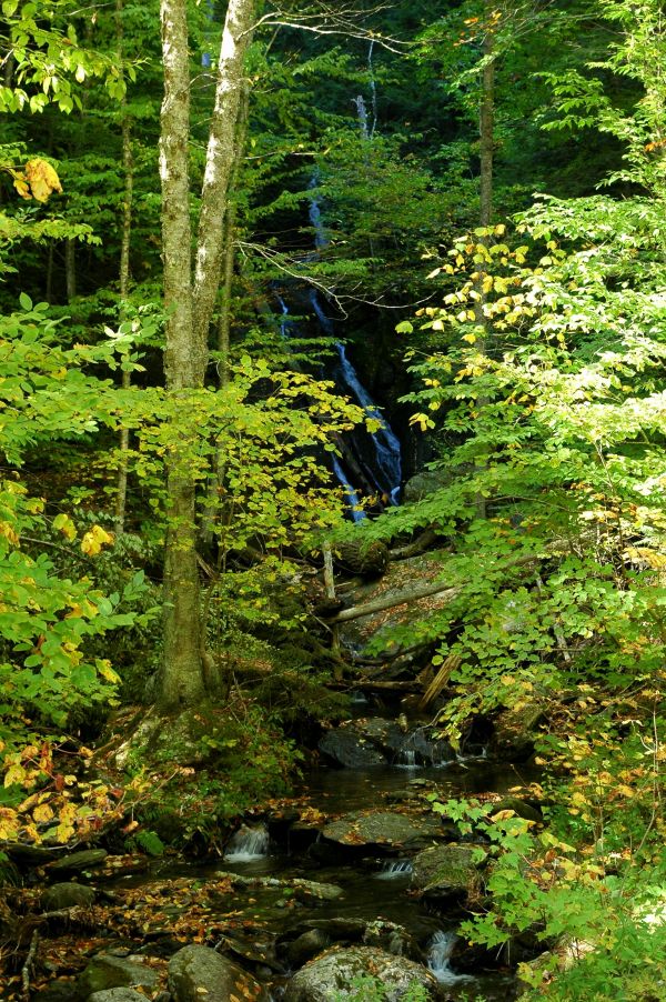 alberi,foresta,acqua,natura,riflessione,verde