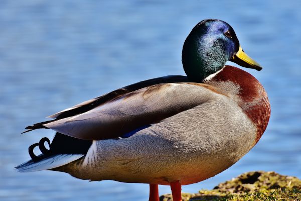 nature,wildlife,duck,beak,mallard,bird