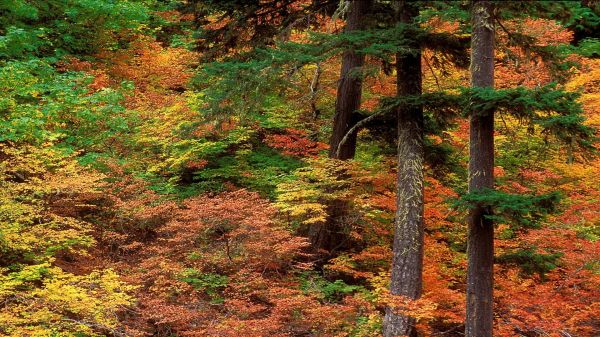 bosque,naturaleza,rama,picea,desierto,corriente