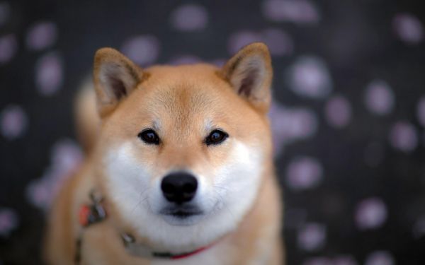 hund,Shiba Inu,näsa,valp,däggdjur,ryggradsdjur