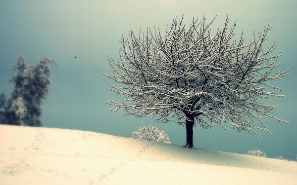 panorama,natureza,neve,inverno,ramo,manhã