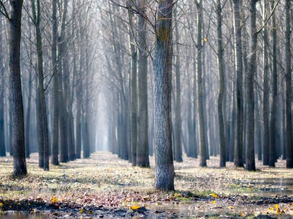 luz de sol,paisaje,bosque,naturaleza,reflexión,invierno