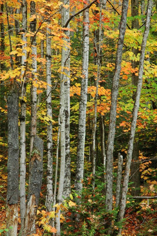 luz de sol, Árboles, bosque, naturaleza, rama, picea