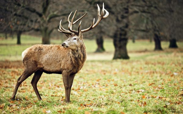 ciervo, Animales, naturaleza, fauna silvestre, alce, fauna