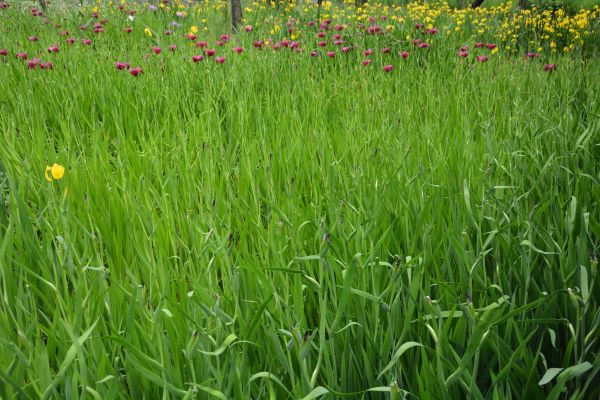 растение,Natural landscape,terrestrial plant,цвете,зелен,People in nature