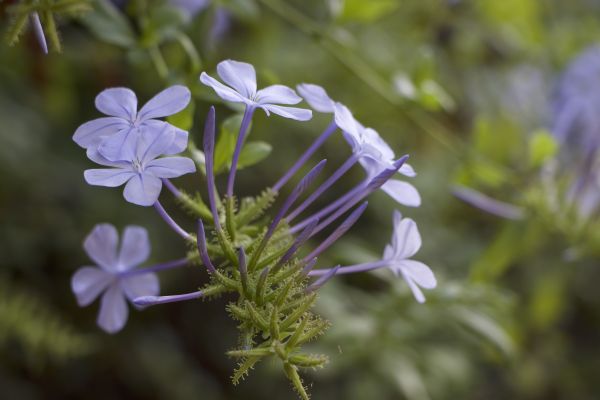 fiori,natura