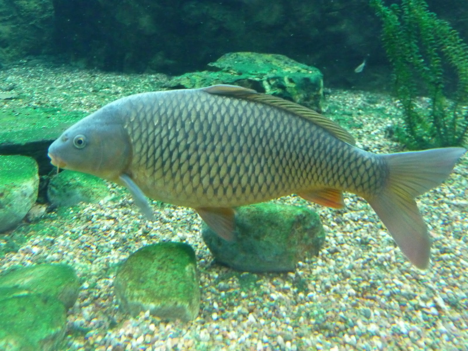 Animales, pescado, submarino, acuario, carpa, biología, fauna, Biología Marina, Rudd común