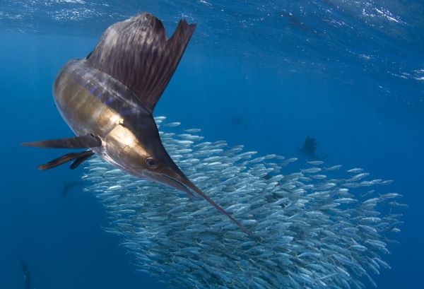 voda,plutva,tekutina,requiem žralok,podvodné,Common dolphins