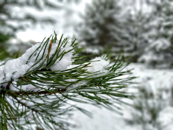 厂,枝条,雪,落叶松,树,natural material