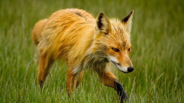 wildlife,fox,fauna,mammal,walk,thin