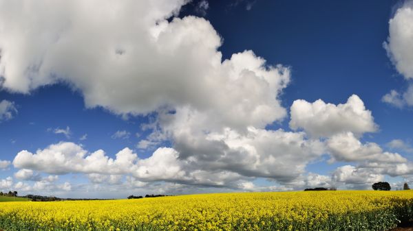 światło słoneczne,krajobraz,jedzenie,trawa,niebo,pole