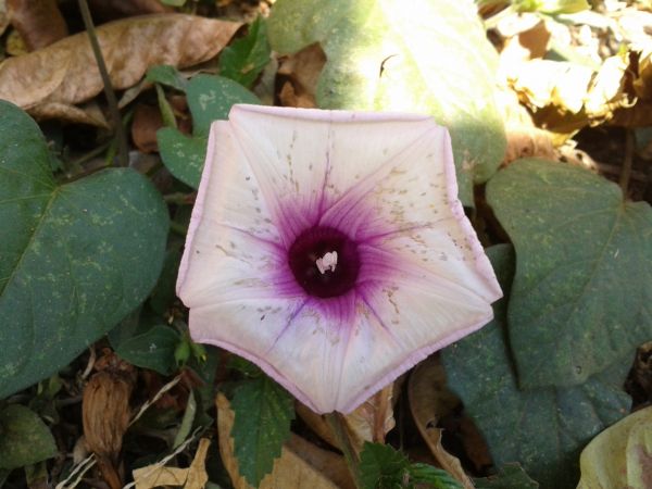 blomster,blad,blomst,anlegg,flora,petal