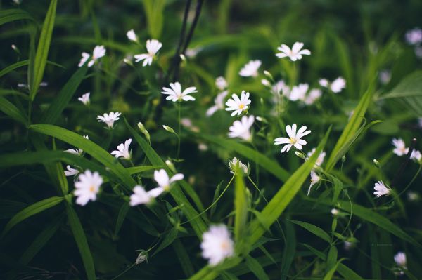 Natur,Gras,Grün,weiße Blumen,Blume,Pflanze