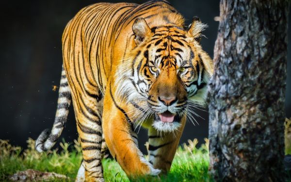 animaux,tigre,faune,gros chats,zoo,faune