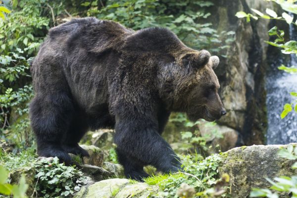 dzikiej przyrody,ogród zoologiczny,Niedźwiedź grizzly,brązowy niedźwiedź,spacerować,Niedźwiedź