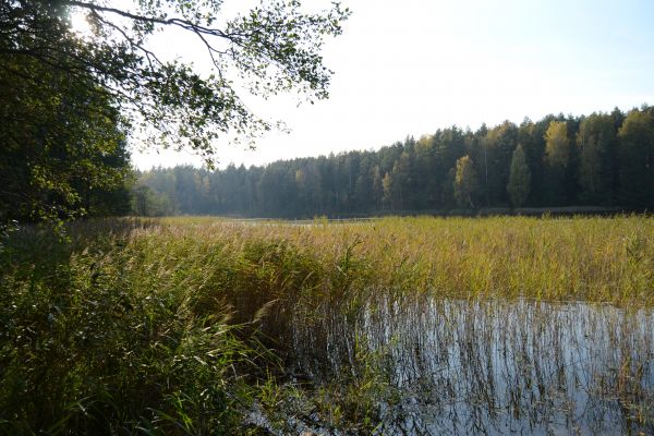 paisaje, bosque, lago, agua, naturaleza, luz de sol