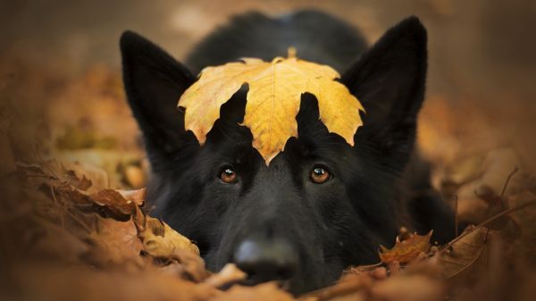 animaux,chien