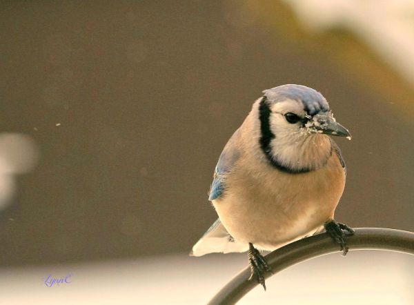 Bluejay,gård,sne