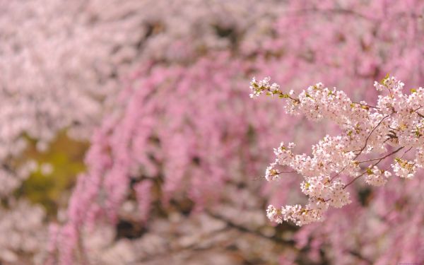 natur,gren,vår,körsbärsblom,blomma,rosa