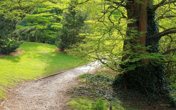 alberi,foresta,giardino,erba,verde,strada