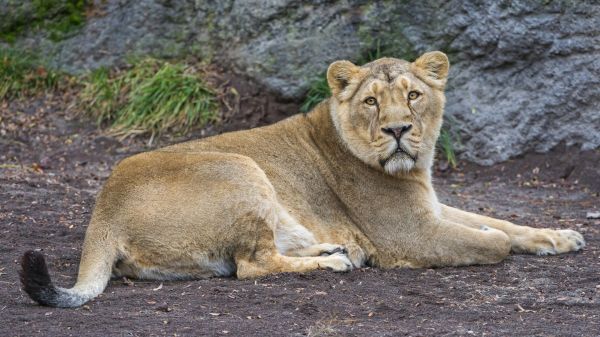 dieren,leeuw,dieren in het wild,grote katten,Dierentuin,Poema