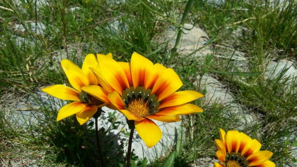 blomster,hage,planter,urt,blomst,anlegg