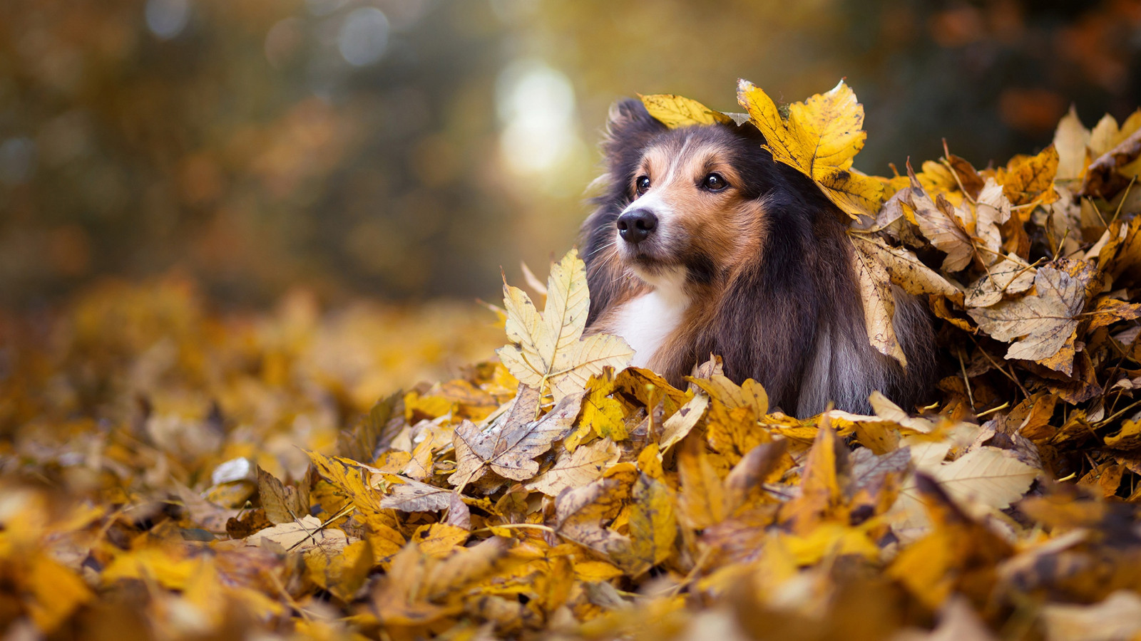 animaux, chien