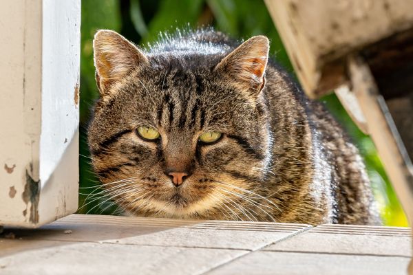 kat,øje,kødædende,felidae,små til mellemstore katte,træ