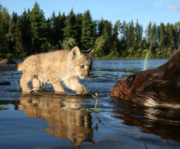 Fluss,Luchs,Cub,Biber