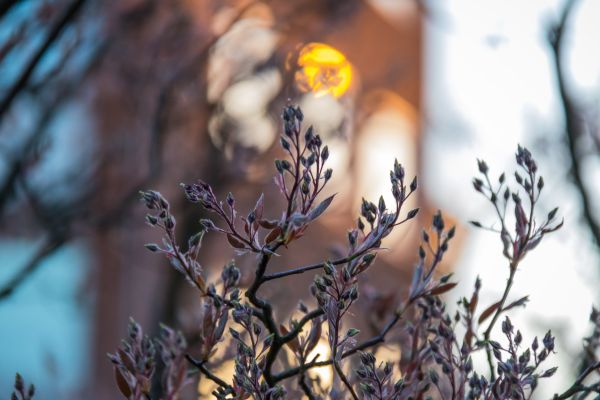 natur,afdeling,blomst,forår,sne,vinter