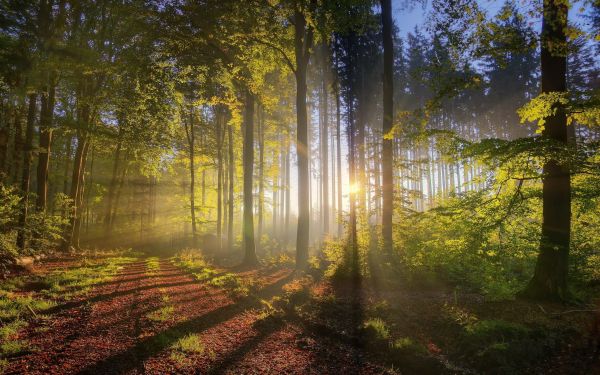 luz de sol,bosque,naturaleza,verde,Mañana,niebla