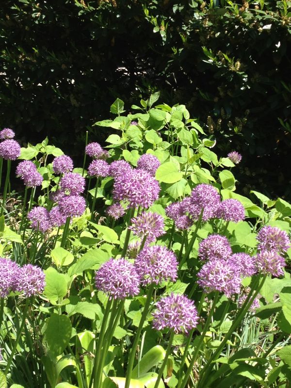 garden,flower,plant,flora,herb,hydrangea