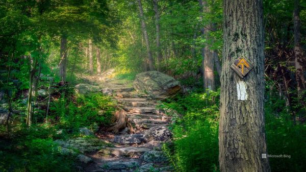 växt,grön,gren,Natural landscape,trä,trunk