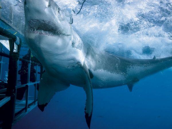 mer,requin,eau,poisson,sous-marin,attaque