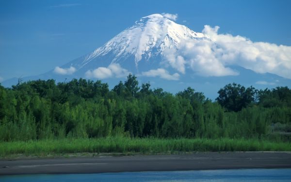 вулкан,Камчатке,дерево