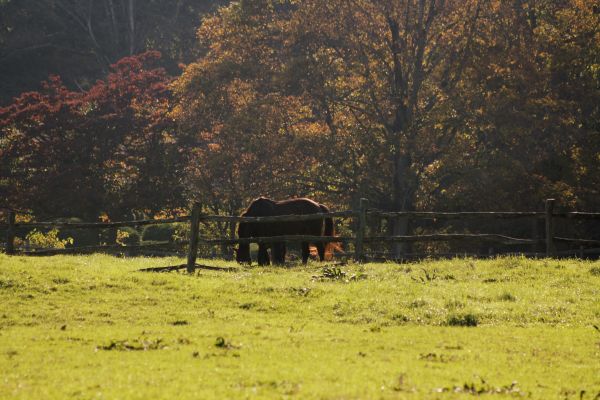 luz de sol,paisaje,naturaleza,césped,caballo,campo