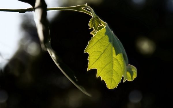 φύση,φωτογραφία,κλαδί,έντομο,ηλιακό φως,μακροοικονομική