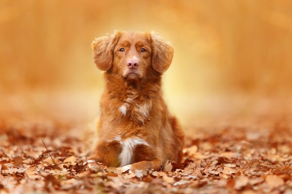 câine,cățeluș,mamifer,frunziş,Nova Scotia Duck Taxare Retriever,toamnă