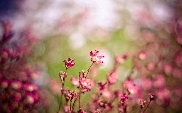 natur,fotografering,makro,sollys,blomster,gren