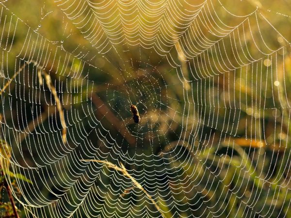 vatten,grön,vilda djur och växter,dagg,form,spindelnät