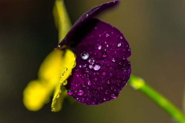 natur, fotografi, lila, grön, gul, pollen