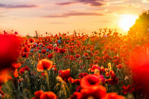 cielo,nube,ambiente naturale,fiore,pianta,petalo